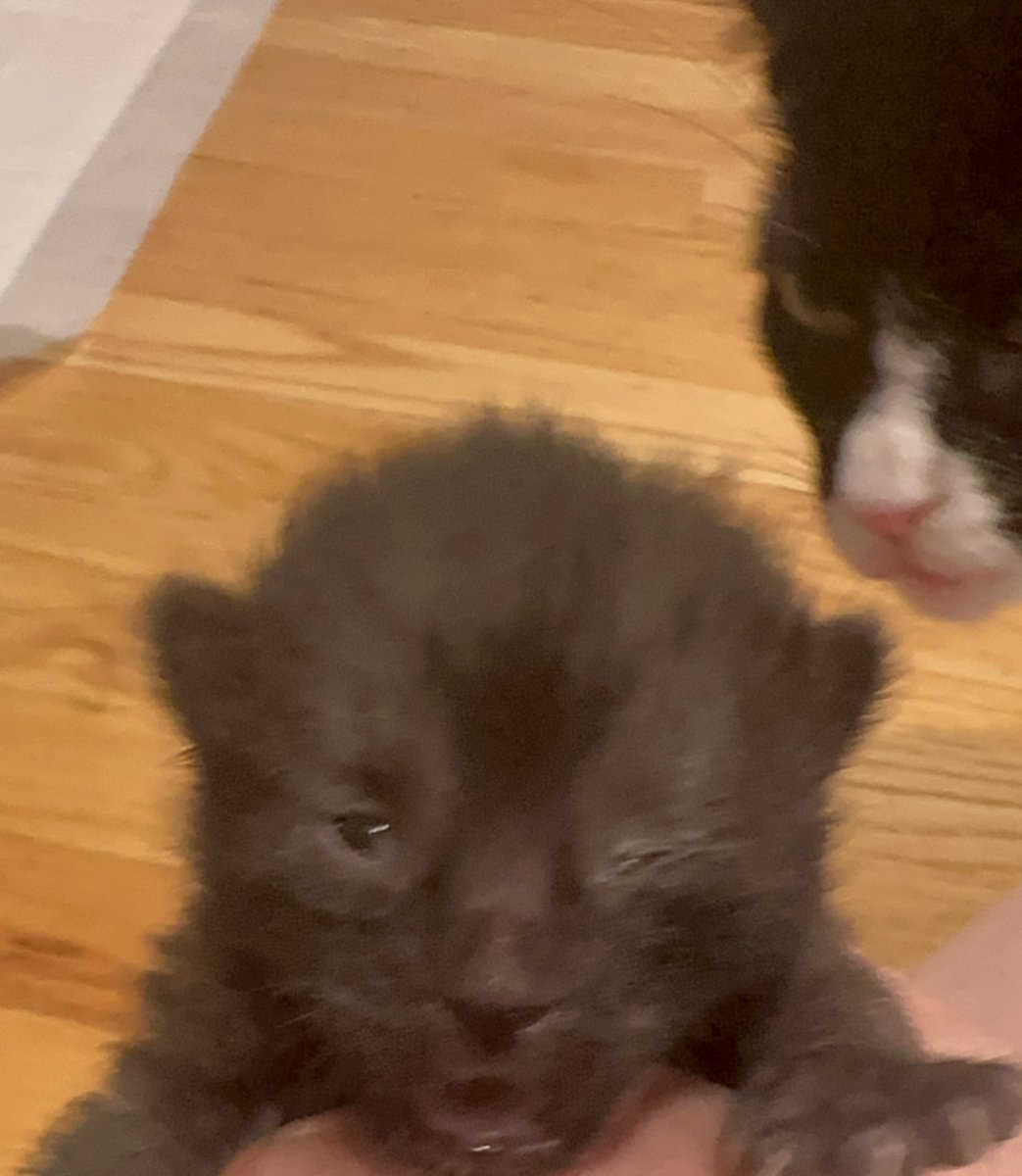 thestarktruth's tweet image. One eye has sort of opened. (Note that mama not pleased with the paparazzi)