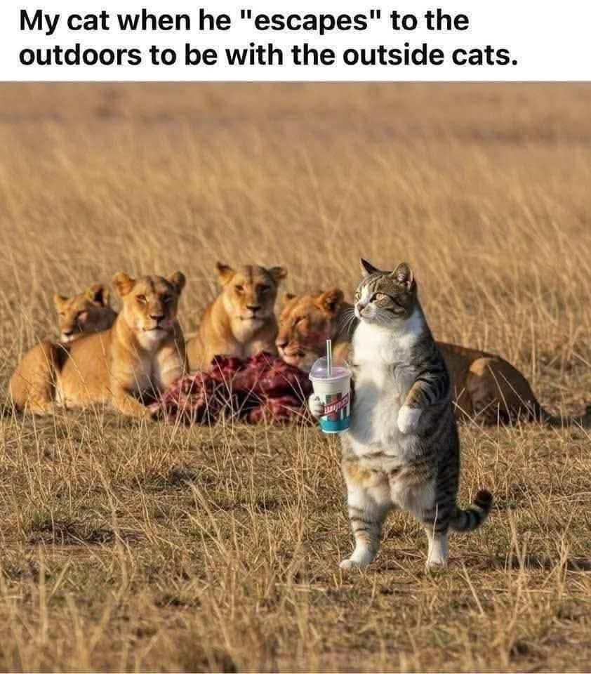 Snotz Casebere (@snotzthecat) on Twitter photo 