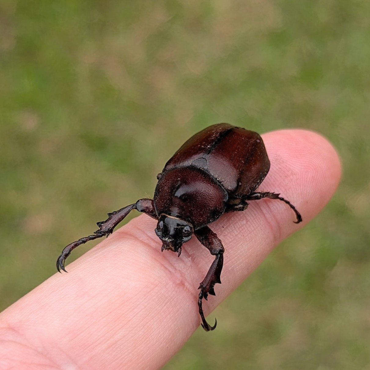 Borneo Wild Insects (@breed_tn) / X