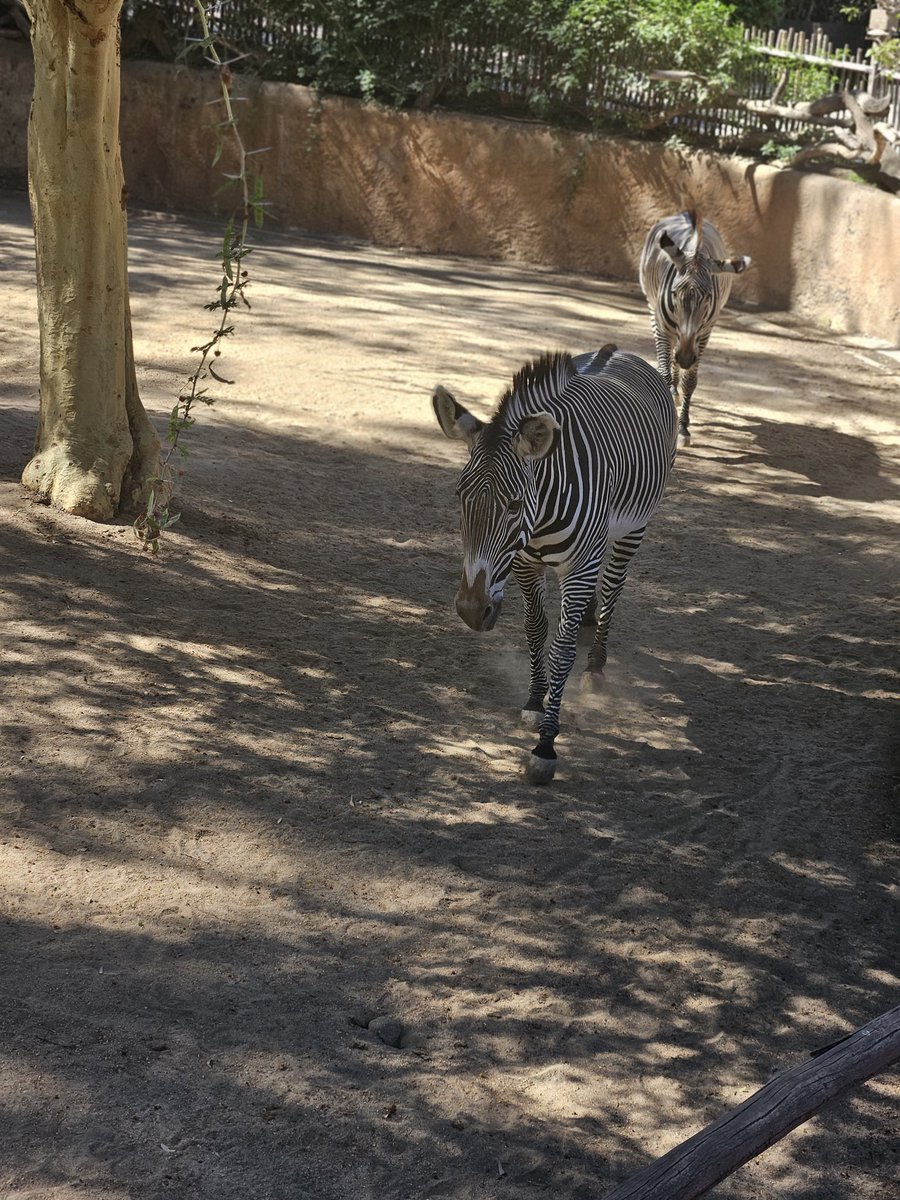 BamOfThePpl's tweet image. LA Zoo with the work crew.