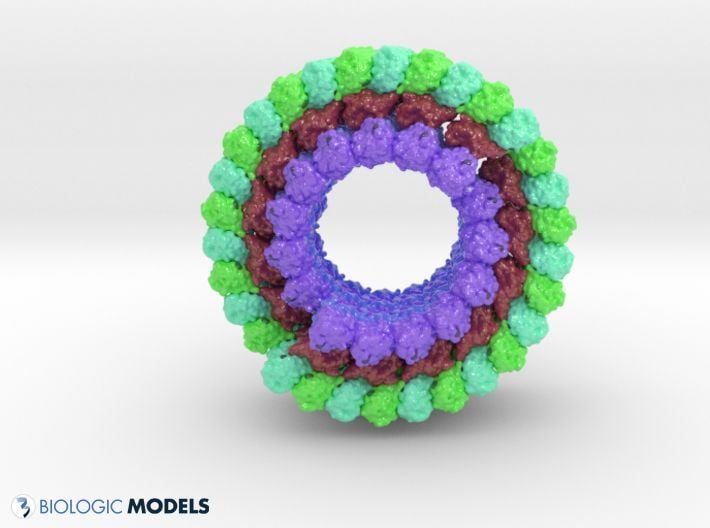 BiologicModels's tweet image. StuartHameroff and Roger Penrose suggest networks of tryptophan residues are critical for consciousness. In this #3DPrint of Microtubule 3J2U, we can see how Tryptophan residues interconnect alpha and beta chains of adjacent tubulin molecules. 
buff.ly/BJwy7x4