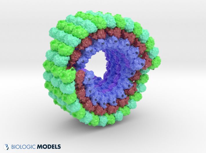BiologicModels's tweet image. StuartHameroff and Roger Penrose suggest networks of tryptophan residues are critical for consciousness. In this #3DPrint of Microtubule 3J2U, we can see how Tryptophan residues interconnect alpha and beta chains of adjacent tubulin molecules. 
buff.ly/BJwy7x4