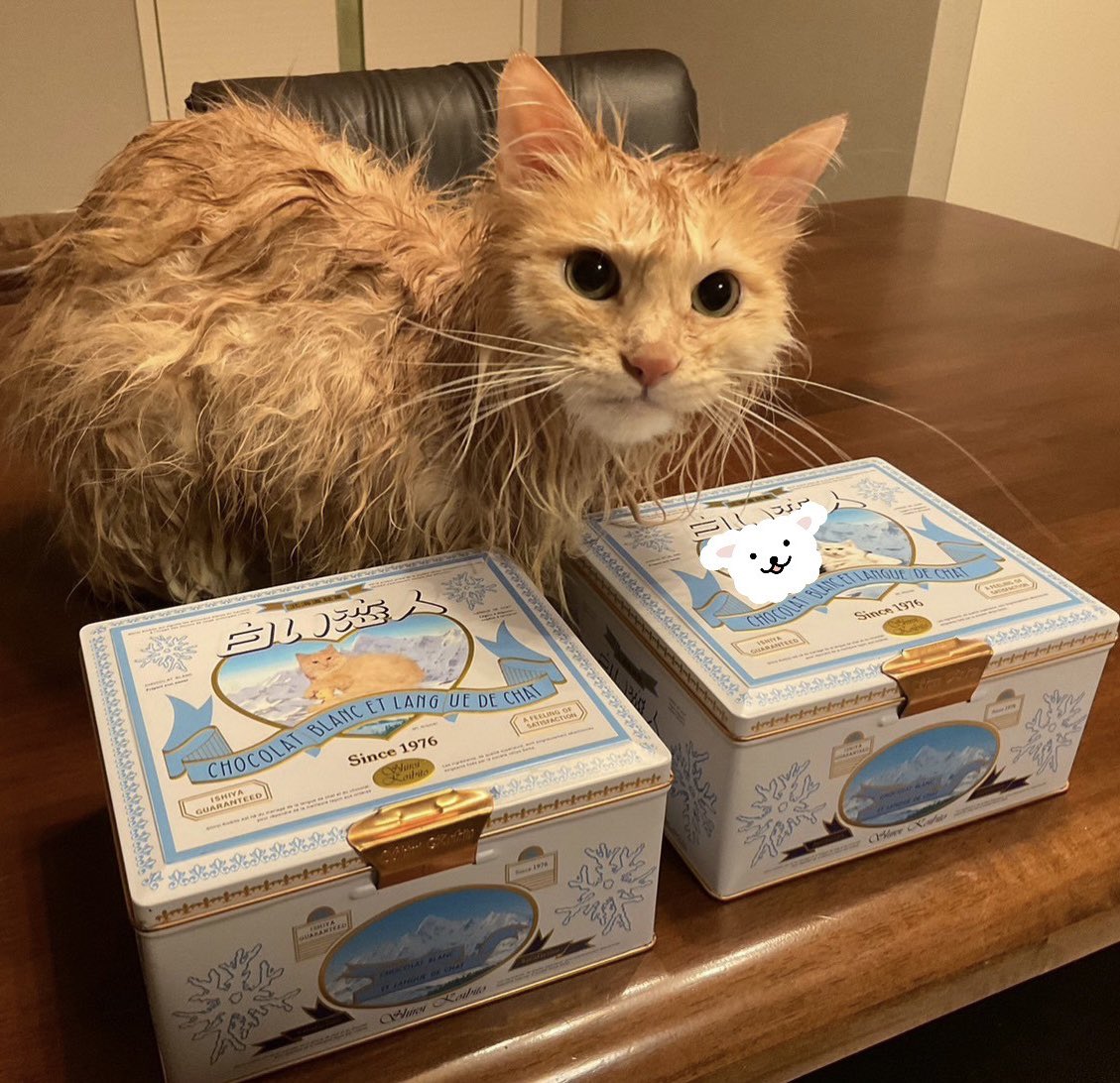 しばライオン/同封❌ Weiss Schwarz/DanMachi: Is It Wrong to Try to Pick Up Girls