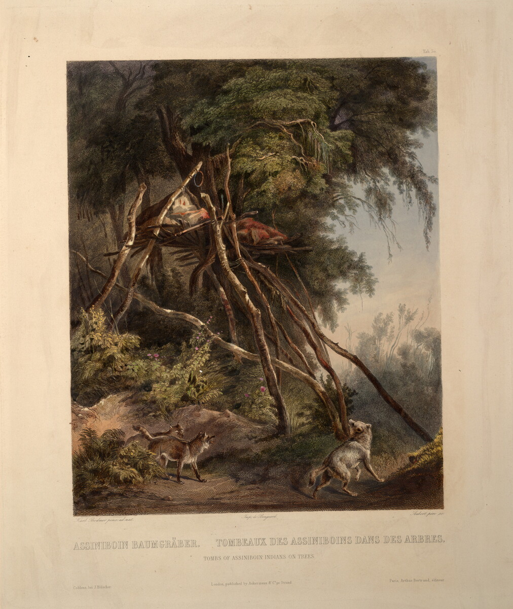 KarlBodmer's tweet image. Tombs of Assiniboin Indians on Trees, plate 30 from volume 1 of `Travels in the Interior of North America&apos; wikiart.org/en/karl-bodmer…