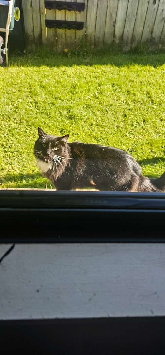 Rootspring_'s tweet image. just stood and meowed at eachother through the glass