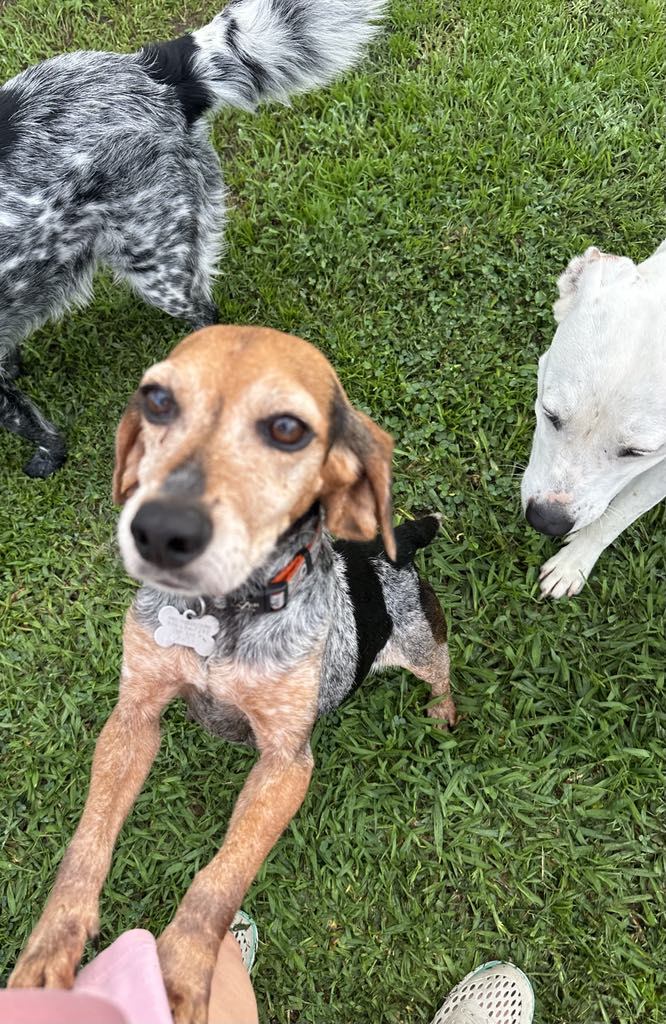 TriBeagles's tweet image. Adoptable #beagle of the day LEXI tribeagles.org/product/lexi-2/
