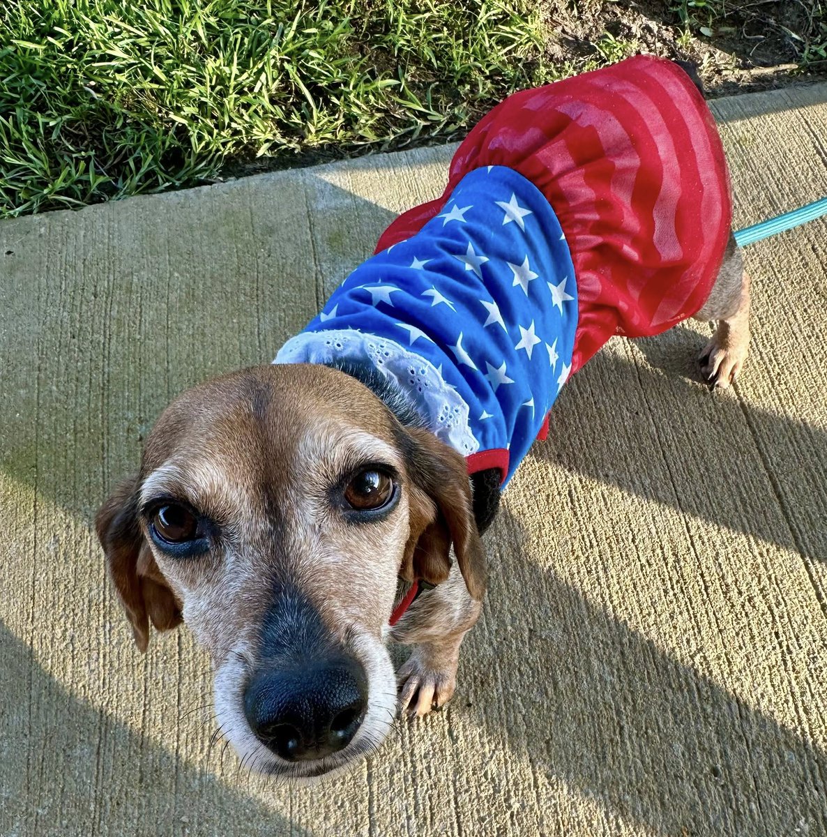 TriBeagles's tweet image. Adoptable #beagle of the day LEXI tribeagles.org/product/lexi-2/