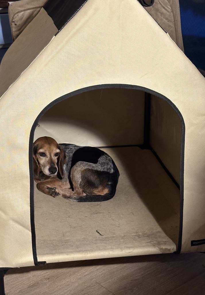 TriBeagles's tweet image. Adoptable #beagle of the day LEXI tribeagles.org/product/lexi-2/