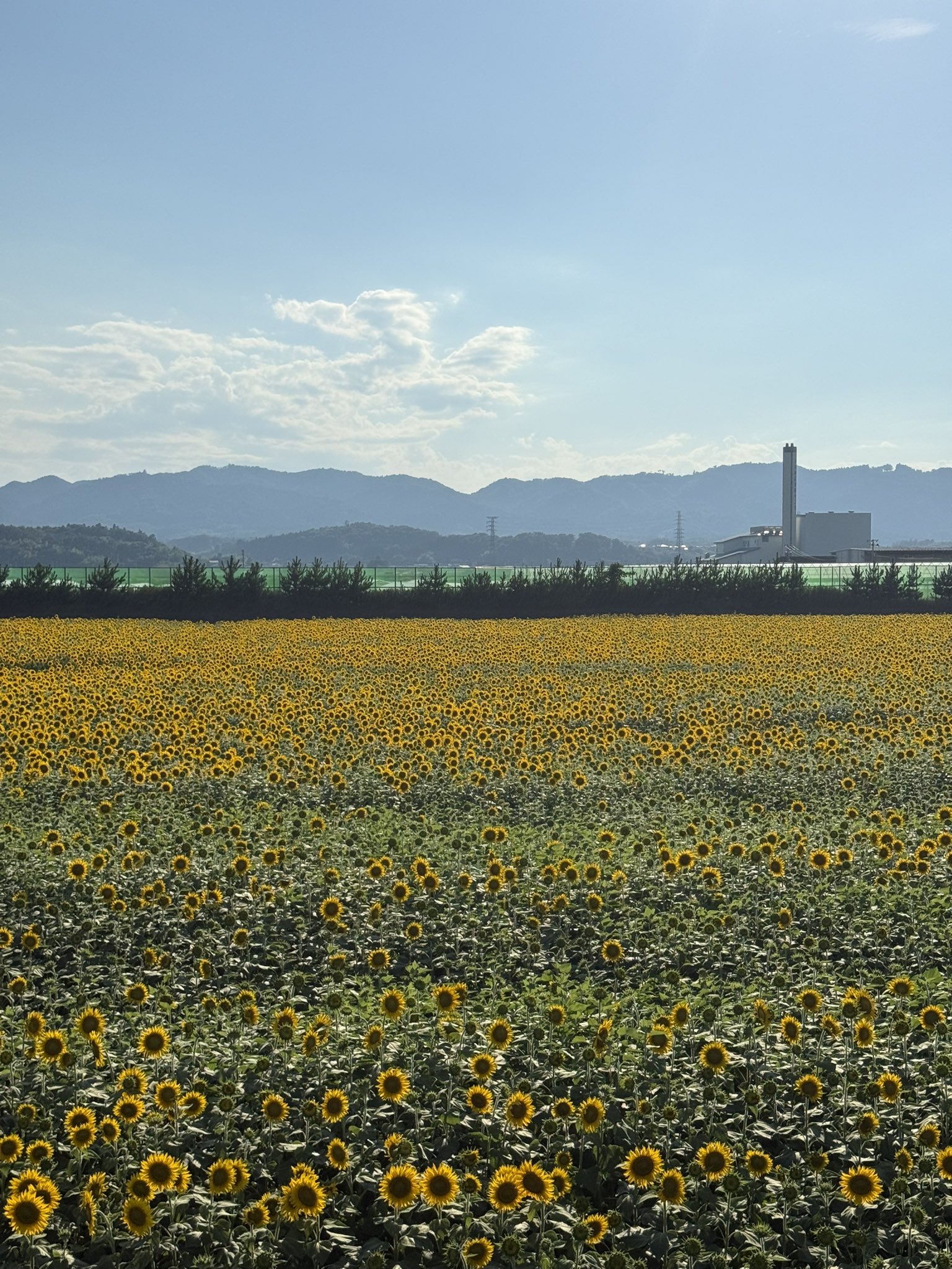 mitukiさま専用（原画）実りの花畑 ほか　8点おまとめ あけぼの山農業公園🌻8万本の🌻ひまわり🌻満開🌷蓮の花🌸恋が