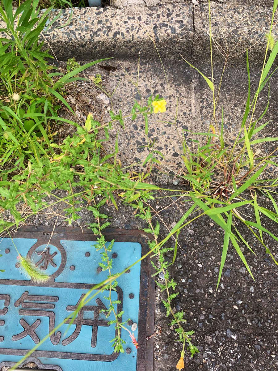 Hachisuke8118's tweet image. 誰かと比べるより
過去の自分に負る方が…きつい…
どこだろうが
小さかろうが
自分で自分に
花咲かせたら…
それって勝ちだよね…
まだ負けたくない