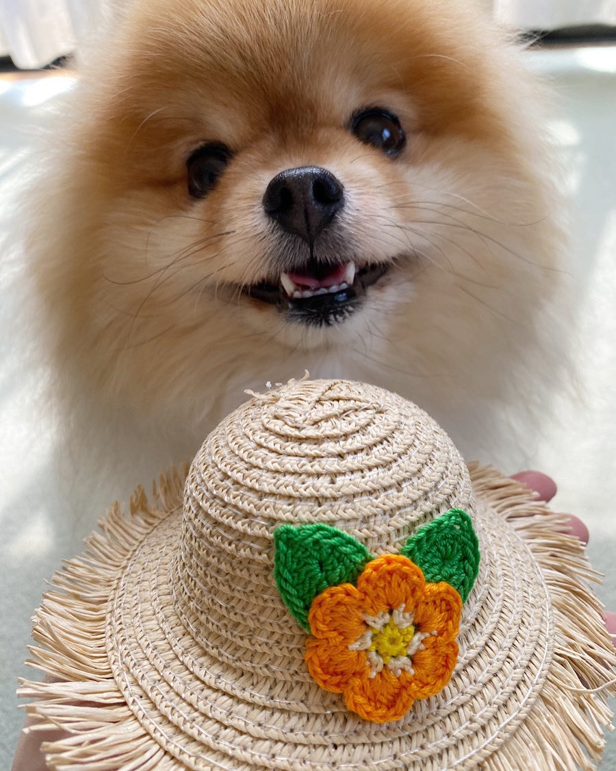 ソラの麦わら帽子👒⸒⸒にかぎ針編みで編んだお花を付けてみました✿

#ポメラニアン
#かぎ針編み