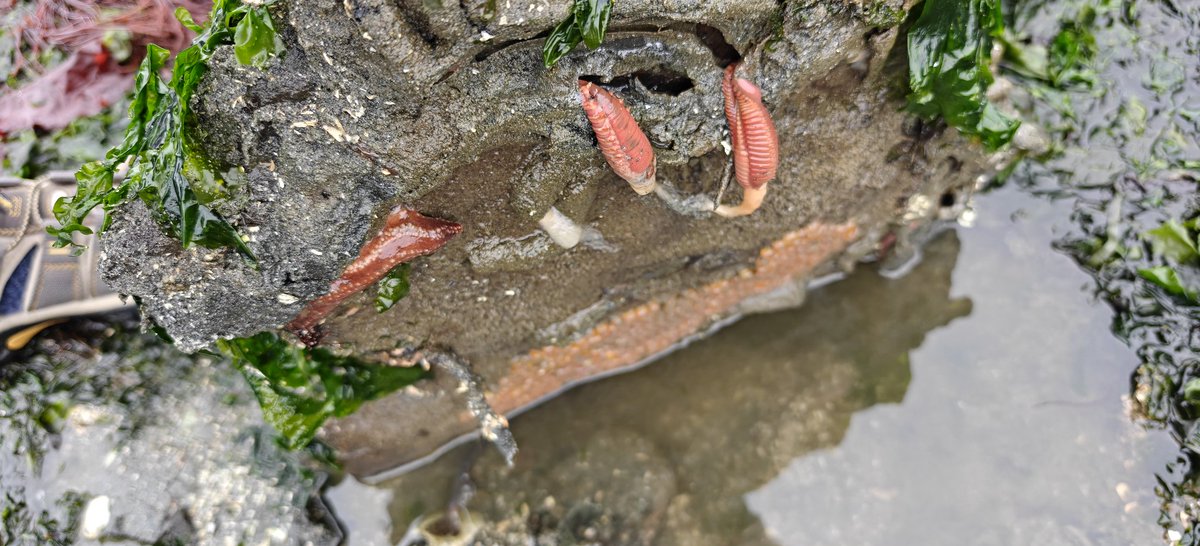 harrietkoscho's tweet photo. I turned over a rock at Constellation Park in West Seattle during the extra-low tide today. This is two anenomes mating. One is secreting eggs and the other is fertilizing them. https://t.co/fbhuH7tCX3
