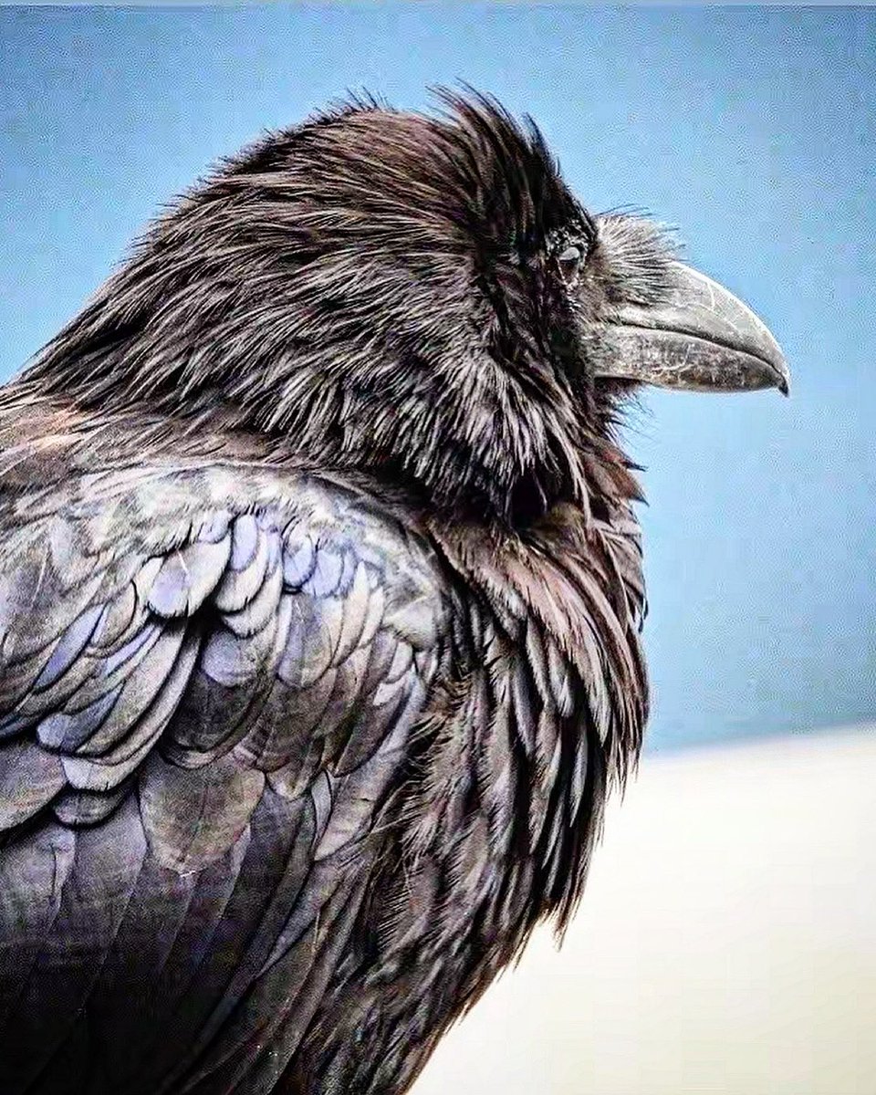 pnwkate's tweet image. Raven 🖤 cascade ranges BC 🇨🇦