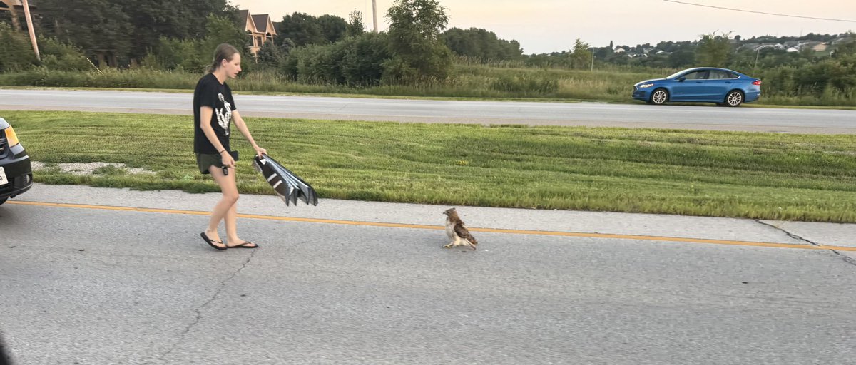Just your everyday West Omaha Maple Bird of Prey Standoff