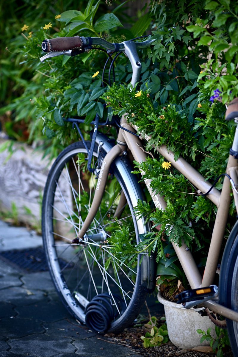 cameraotoko83's tweet image. 自然に覆い尽くされとる🚲

#自転車のある風景
#LOUISGARNEAU