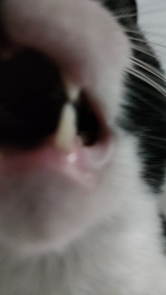 사람 안일어나고 누워있으면 김돌이의 입속탐험 이벤트가 발생 🍙⚠️