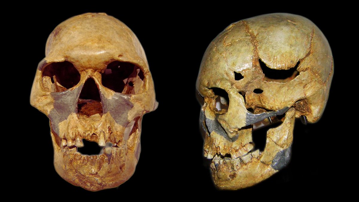 highlycited's tweet image. Minatogawa Man, Okinawa, Japan, 22,000 years