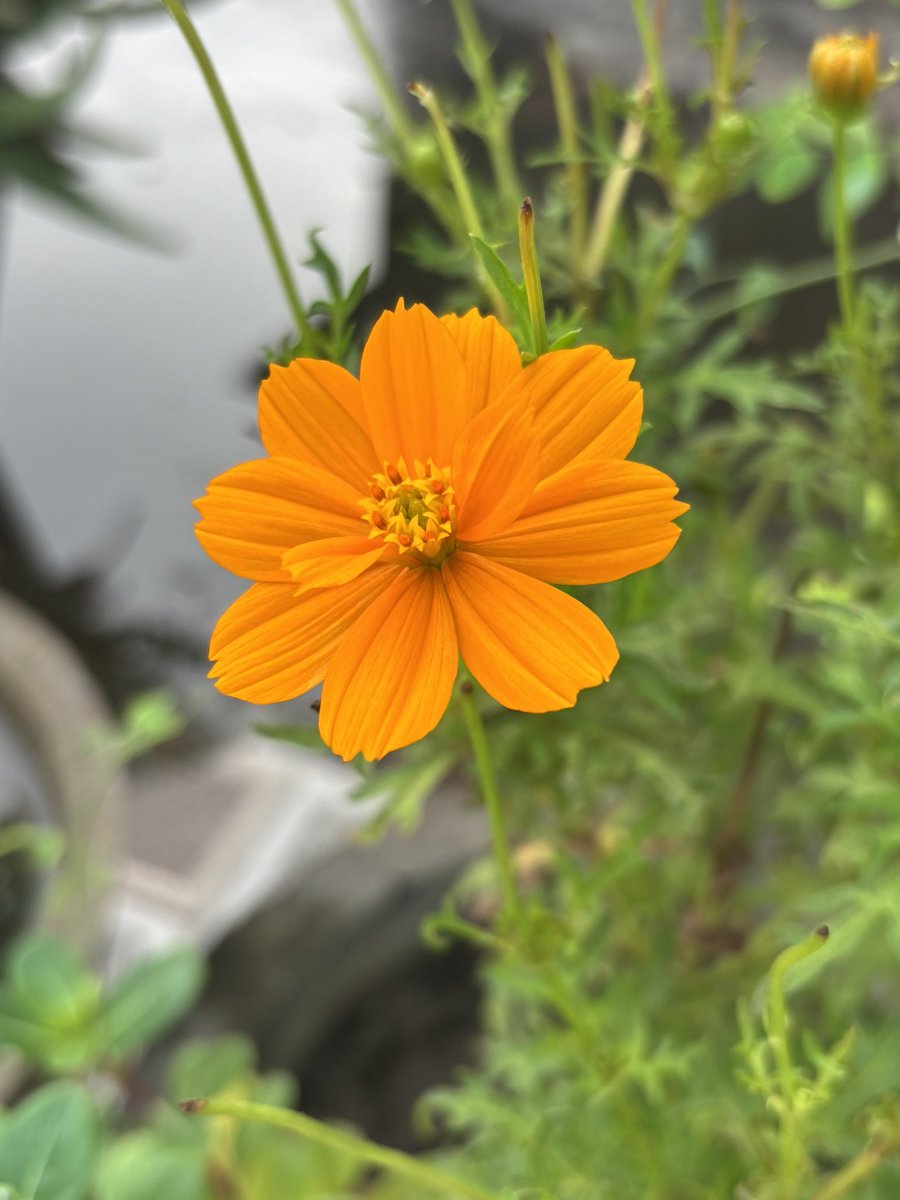 anshuman_sunona's tweet image. ख़ुद को घसीट कर वहाँ मत ले जाओ,
जहाँ तुम्हारी जरूरत नहीं है !
सुप्रभात
#LifeLessons #MorningVibes