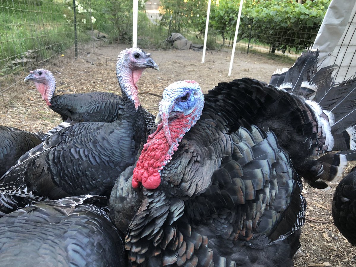 DirkWalstead's tweet image. Let’s talk turkey