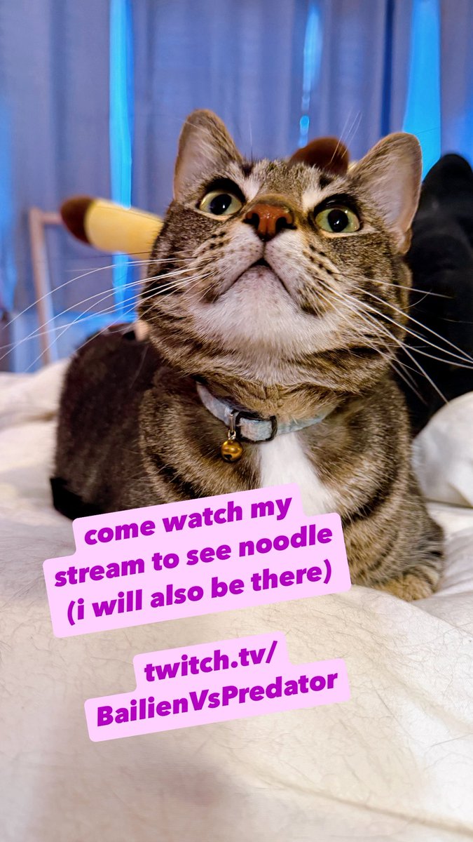 baileymeyers's tweet image. hangin out with noodle and playing more DK bananza!!
twitch // BailienVsPredator