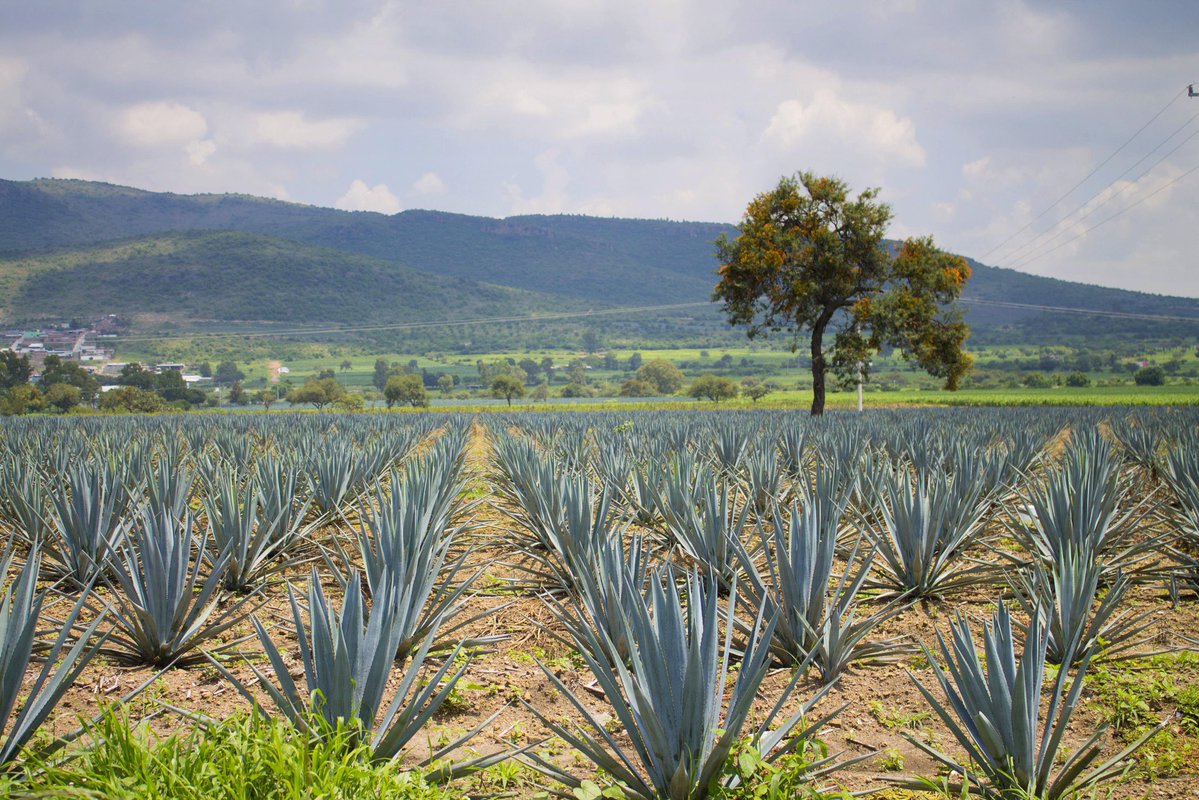 gobgente's tweet image. ¿Sabían que hoy es el Día Nacional del Tequila? 🇲🇽🥃 En Guanajuato lo celebramos con orgullo, porque detrás de esta bebida hay tierra fértil, tradición y manos que trabajan con pasión. 🌱💪
Y vayan apuntando… el 10 de agosto es la Fiesta del Tequila y la Cerveza en Cuerámaro 🍻.
