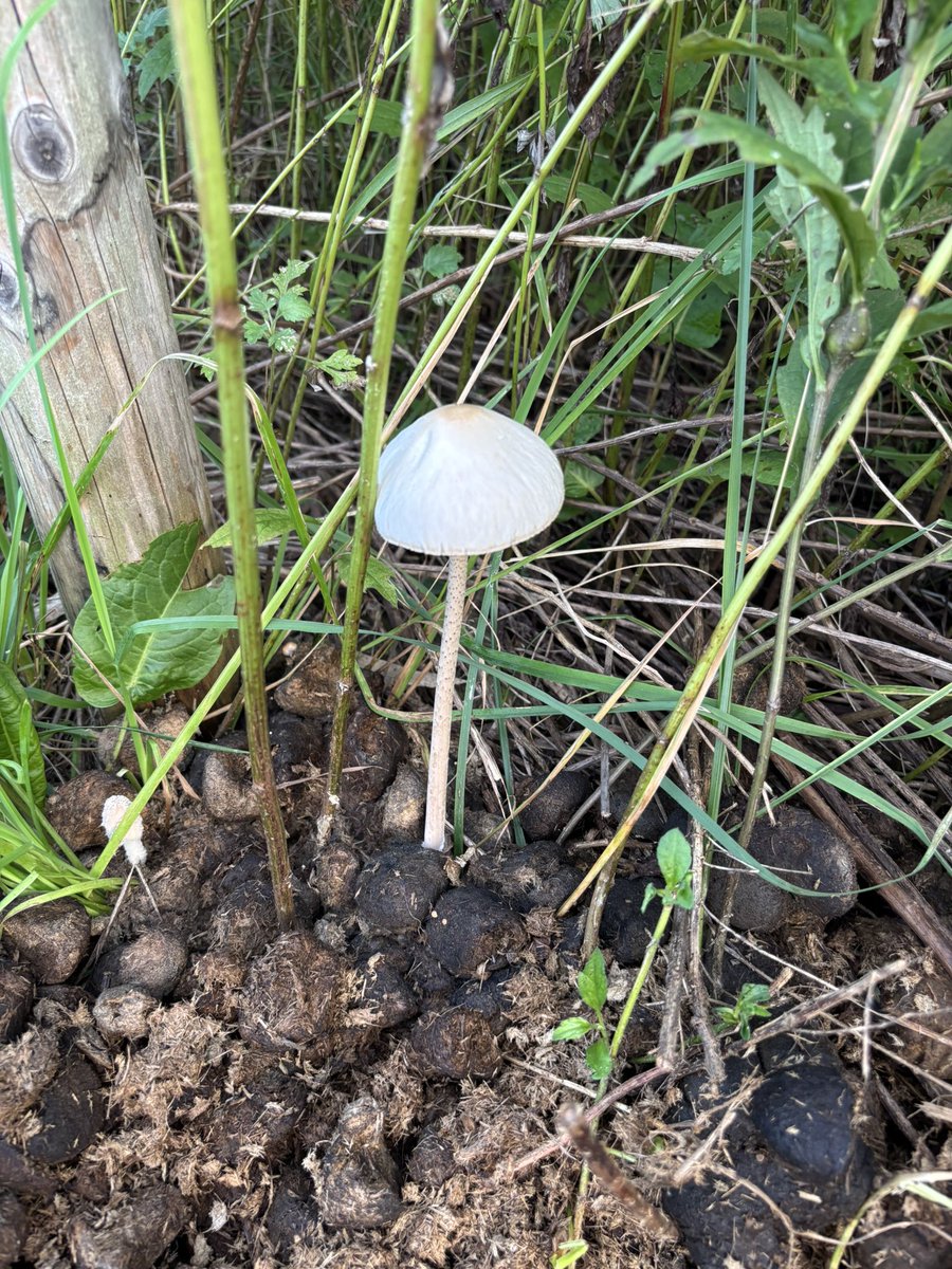 taromar_u's tweet image. クサツネのウンコからよく生えてるキノコ。「マグソダケ(馬糞茸)」といい、有毒成分があるらしい。しかし植物学者の牧野富太郎は「すこぶるうまいと聞いて大いに興味を感じた」と言い、「食う時に名をば忘れよマグソダケ」という句も残している。ほのかに甘い香りがしてうまそうだし、私も食うてみたい