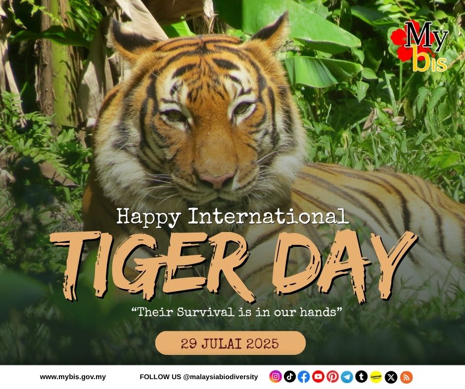 🐯Selamat Hari Harimau Sedunia!
🐯Happy International Tiger Day!