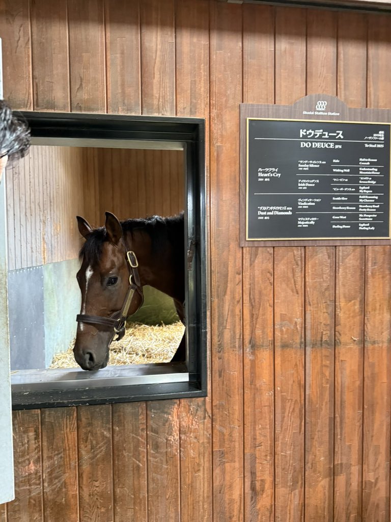 takagisan_uma's tweet image. #ドウデュース
馬房から顔を出してくれる様子🐎