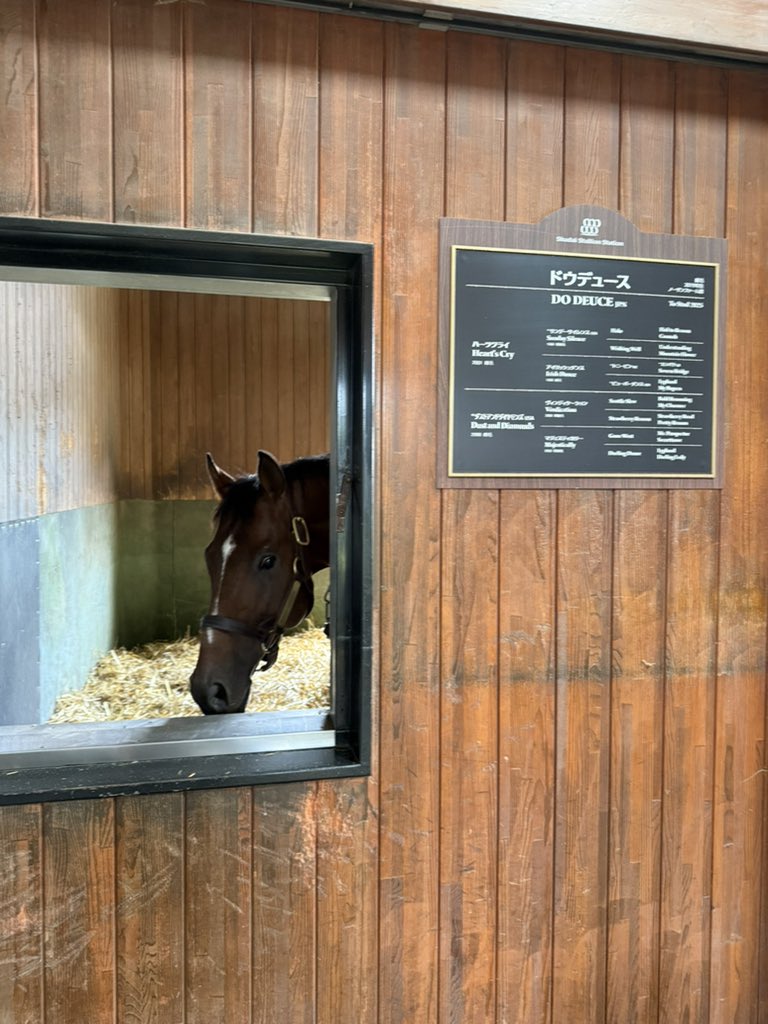 takagisan_uma's tweet image. #ドウデュース
馬房から顔を出してくれる様子🐎