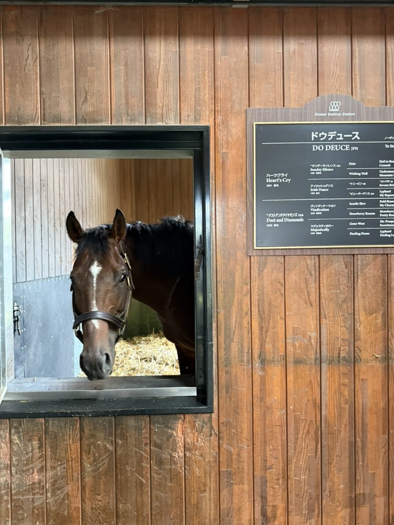 takagisan_uma's tweet image. #ドウデュース
馬房から顔を出してくれる様子🐎