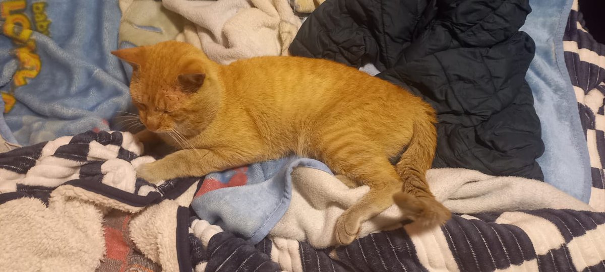 Lalu_natica's tweet photo. Buen  día, Gatito naranjoso en adopción, esterilizado recientemente,  aproximadamente  tiene 2 años. Es  noble y cariñoso.... https://t.co/Dj27TrcFZE