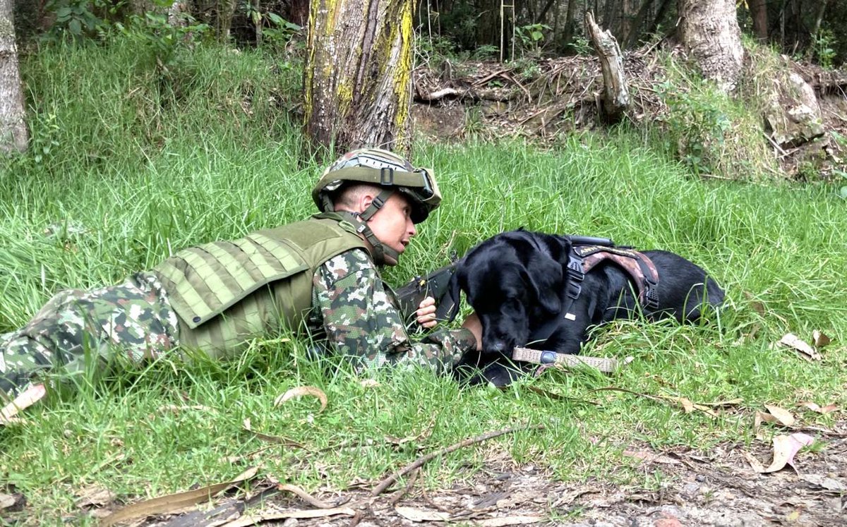 Ingenieros_EJC's tweet image. El Batallón de Ingenieros de Combate N.º 13 “General Antonio Baraya” cuenta con binomios caninos certificados por la @OEA_Oficial y alineados a los estándares de la @NATO.
Hoy conforman el equipo de Eliminación de Artefactos Explosivos (EOD) del cuerpo de #IngenierosMilitares y…