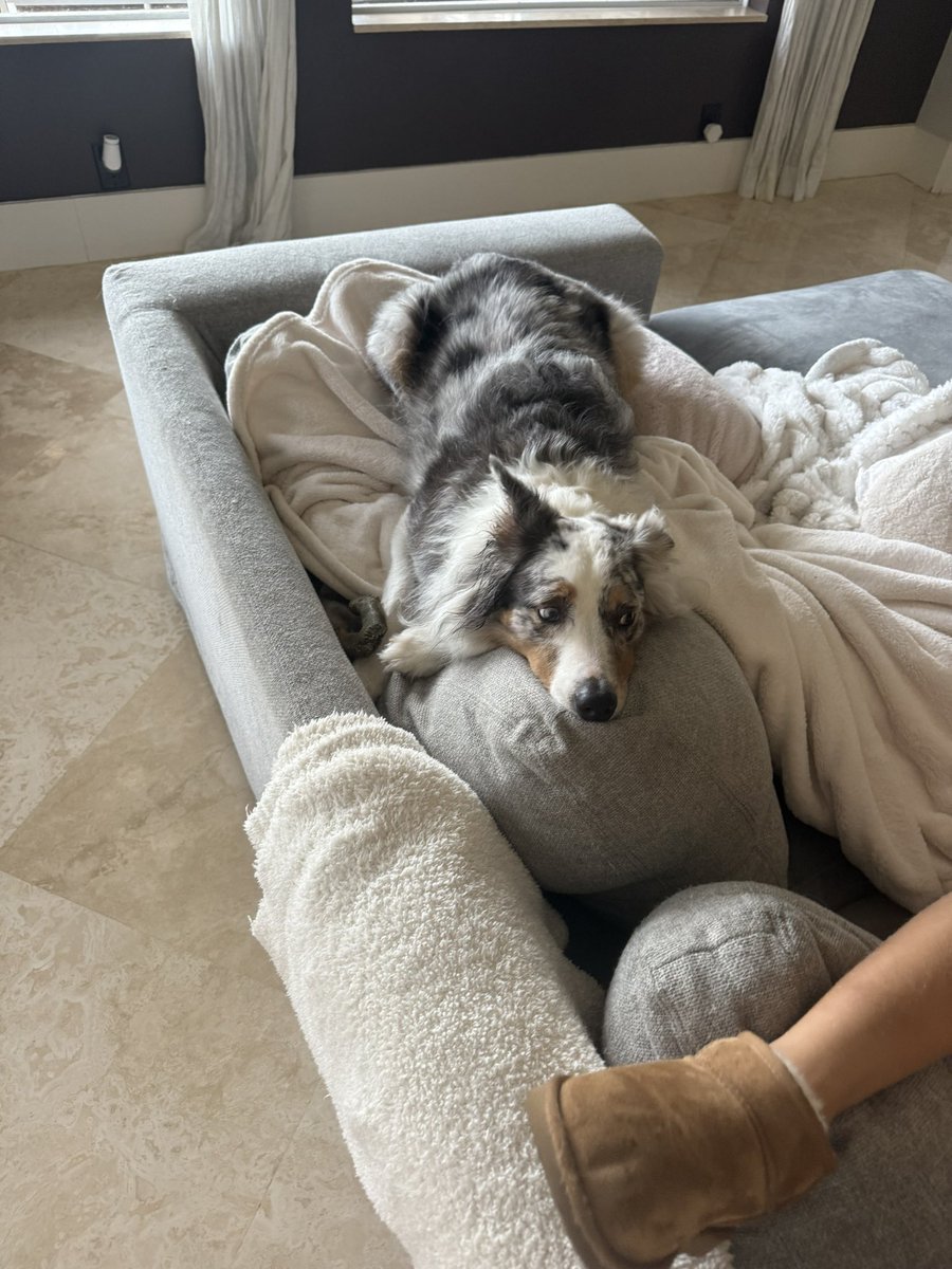 Moomeadows54's tweet image. Does my dog look gay?