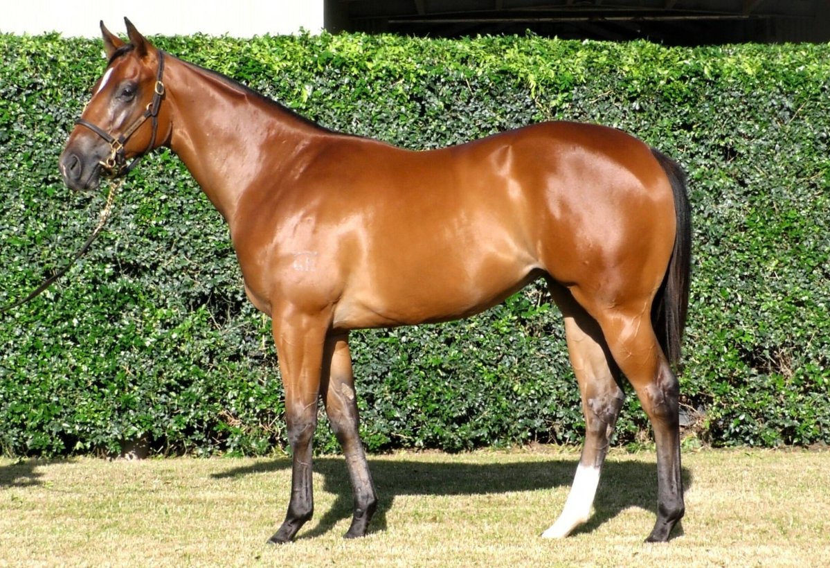 NewgateFarm's tweet image. WHAT A WEAPON!
Another first crop 2YO winner for NORTH PACIFIC🧭 at the hands of ANGEL LADDER for the @cmaherracing stable🔥
Bred by @GlenloganPark, she was a $420,000 yearling purchased by R Unicorn Stable / @RisingSunSynd / Satomi Oka Bloodstock @inglis_sales 🙌…