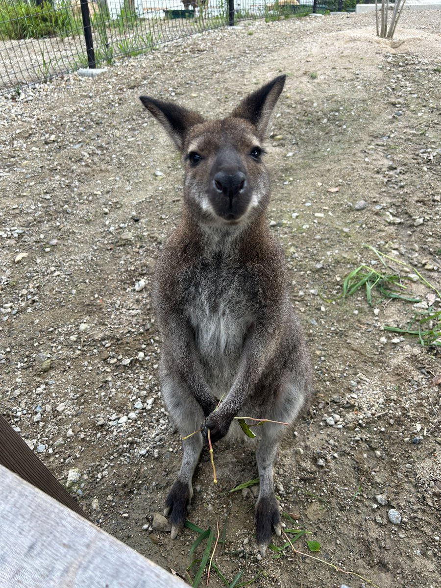 satsukiyama_zoo's tweet image. いつも真っ直ぐな眼差しで見つめてくれるミチト🦘
暑い日が続きますが、少しでも快適に過ごしてもらえるように工夫していきます💪🏻
#五月山動物園 #ベネットアカクビワラビー #ミチト