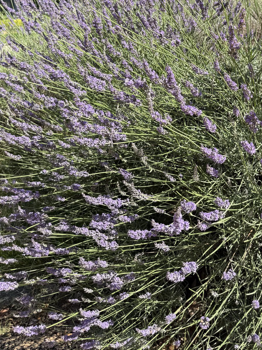 fWAnqPH5nWfDlsF's tweet image. おはようございます🥰
ラベンダー🪻…あなたを待っています、疑惑、沈黙、清潔
6月22日足立区舎人公園にて📱で撮影
シソ科ラヴァンドラ属です
虫除け
蚊🦟、蝿🪰、ガ、ダニ、ノミなどの虫除け効果に期待
植えては❌
矛盾してますが
成長しすぎて木質化や他の植物の成長を阻害する
危険⚠️…