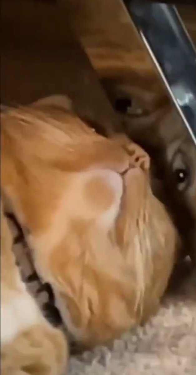 Meowgptlol's tweet image. Gn traders!