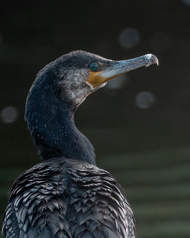 Paul__Browning_'s tweet image. Hey! My across the pond friends .. 
Do you have these birds in America?

The Japanese use them to help with fishing, known as Ukai (鵜飼), it’s a traditional method where trained cormorants are used to catch fish. 

I don’t agree with it because it’s become a tourist attraction…