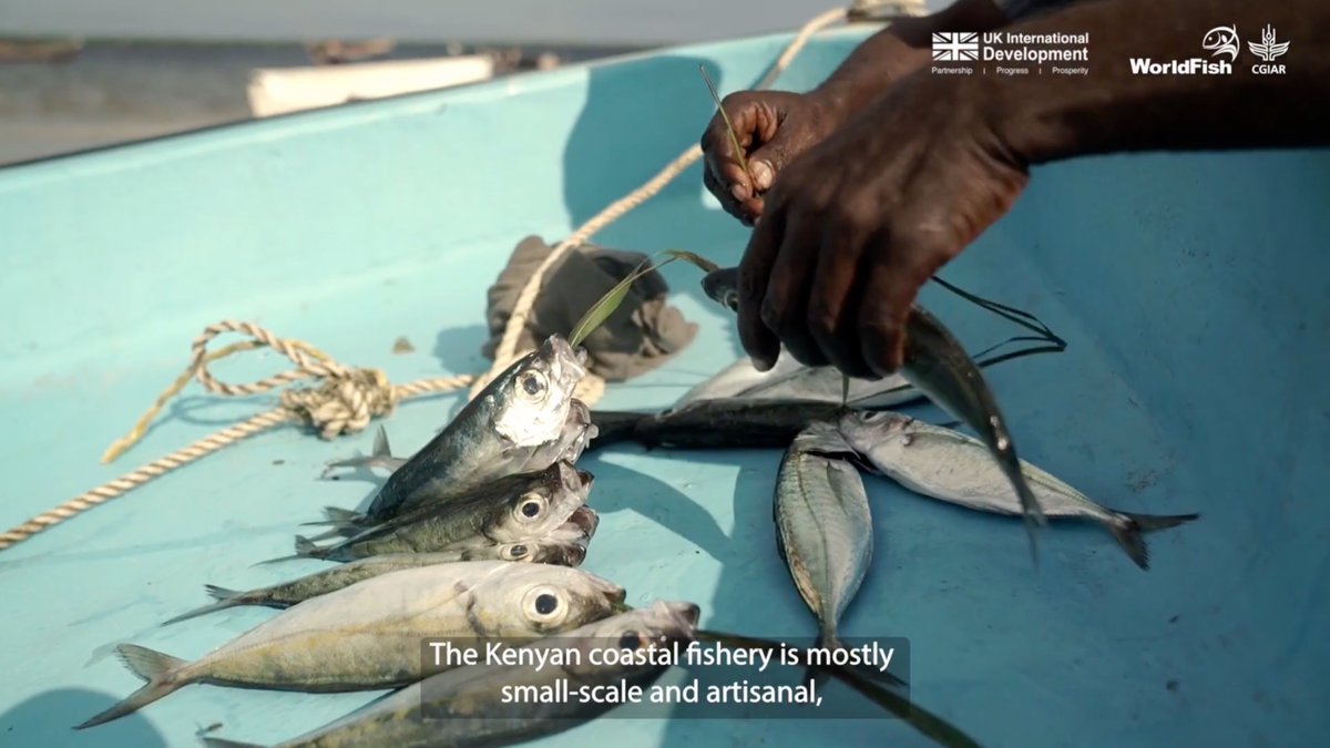 WorldFishCenter's tweet image. 💡Kenya's #aquaticfoods production has long been led by #inlandfisheries, but it's now calling for new opportunities in sustainable marine #fisheries.
Learn how #AABSWorldFish is supporting this initiative through #SouthSouth collaboration.
Watch: tinyurl.com/WFNews2507VidC