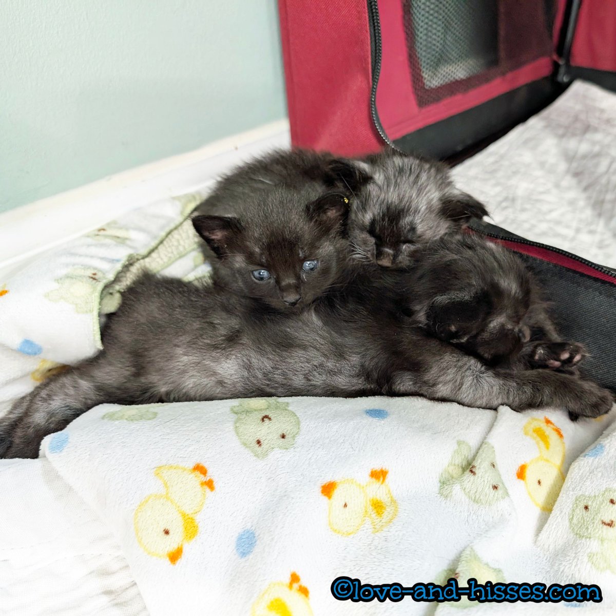 RobynAnderson's tweet image. Good night innernets. (Owen (back left), Nolan (back right), and Patsy serving as pillow.)