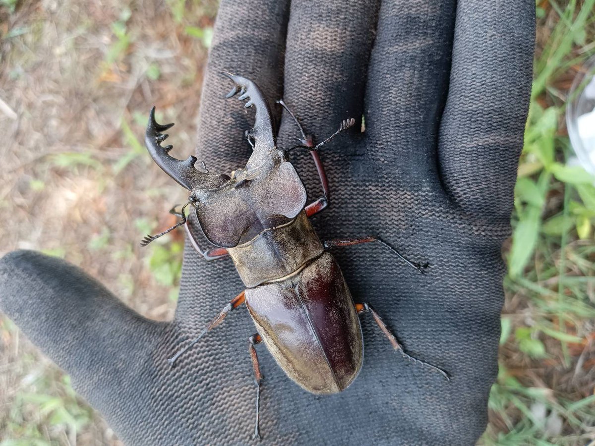 9ばち様⑅/19 Amazon.co.jp: DRAGON HORSE DH S002LG SCP財団シリーズ 機動