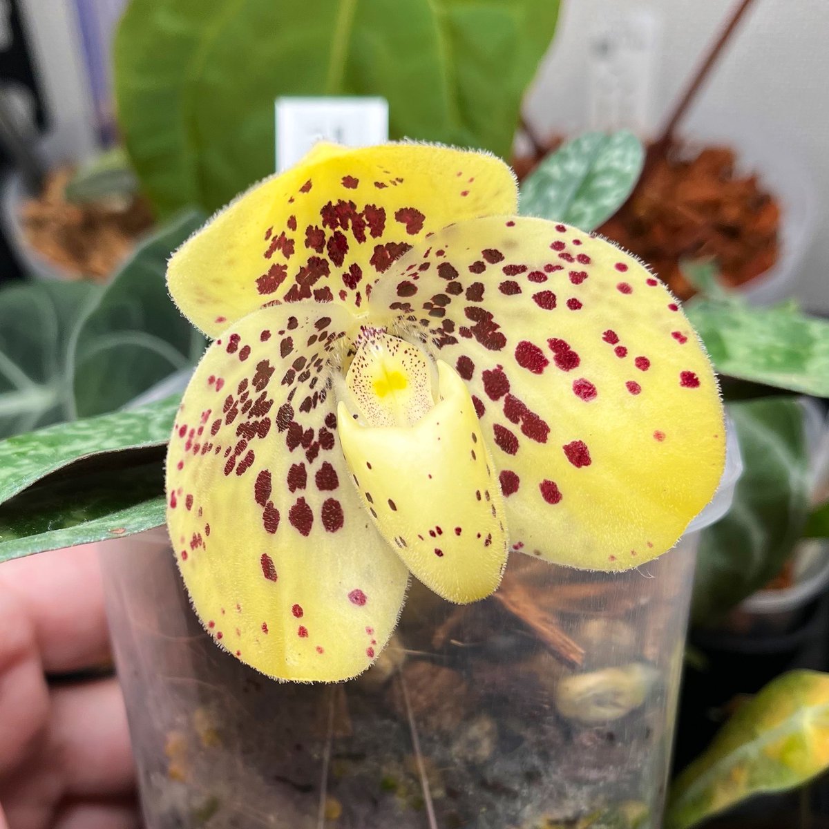 しっかり咲いてくれてありがとう…