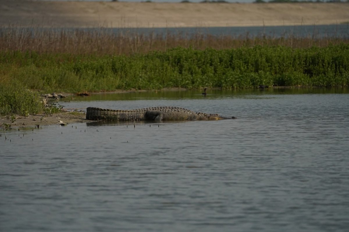 Hanging out, waiting for the weekend to arrive!

#Fishing #Lake #Outdoors #Alligator