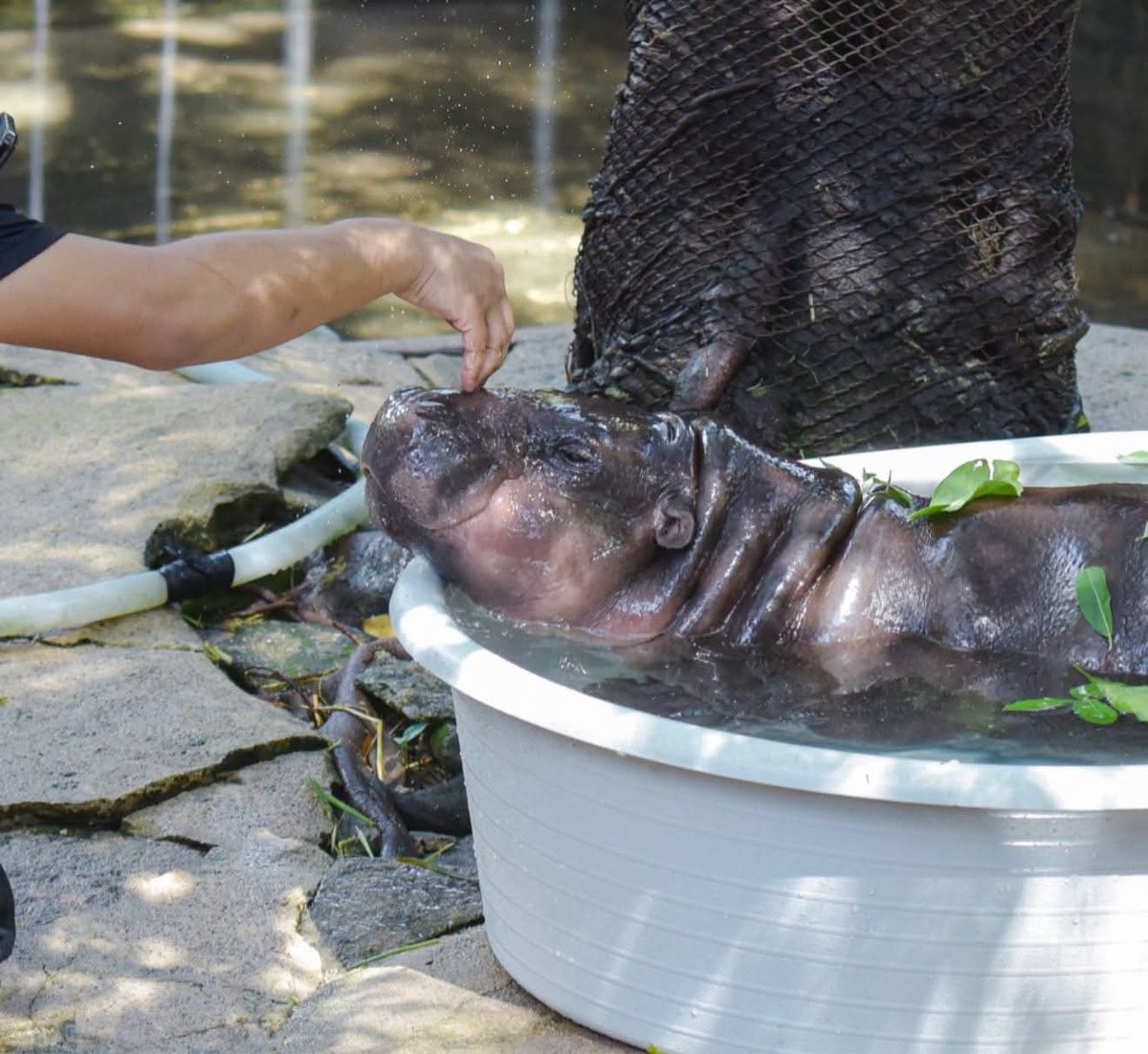 and_khamoo's tweet image. งูฉกหัว 🤣
#hippo #PygmyHippo #ขาหมูแอนด์เดอะแก๊ง #หมูเด้งจะเด้งกี่โมง #Moodeng #พี่ขาหมู #สวนสัตว์แปลกเขาเขียว
