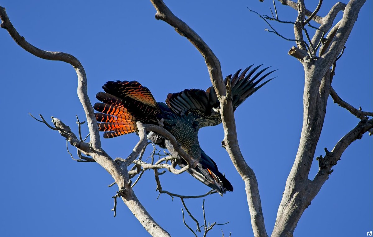 AugustoCos1's tweet image. Friday, morning walk, red-tailed black cockatoo.