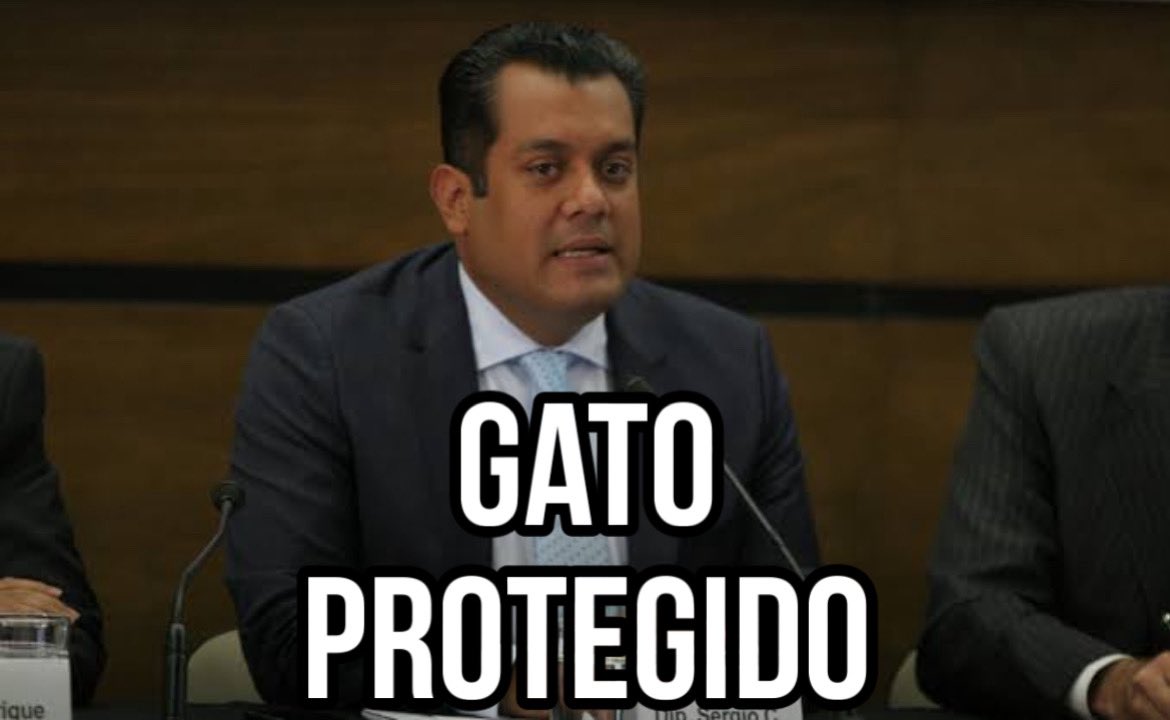 johnwickmx's tweet image. Día 13 de más disculpas: y ahora es #GatoProtegido