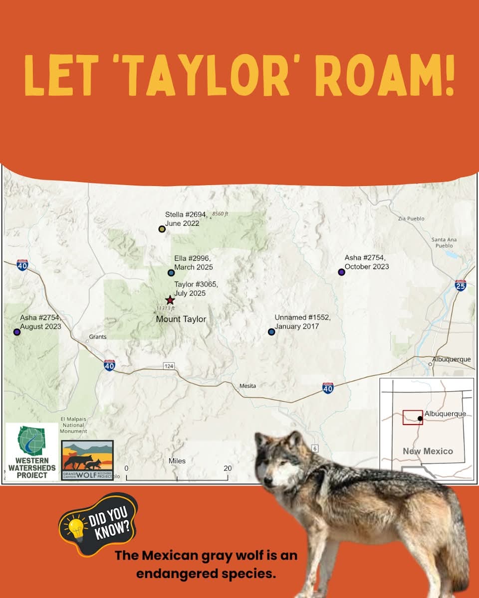 “Taylor knows where he belongs. Wolves like him are showing us what real recovery looks like, not confined by arbitrary lines, but led by instinct, resilience and the search for connection...” -Claire Musser
Read more: gcwolfrecovery.org/news-events/wo…
#LetLobosLead #LetTaylorRoam