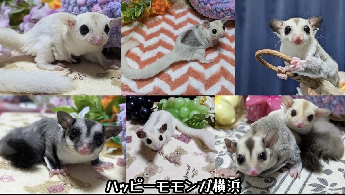 exoticreptilexp's tweet image. ☆7/27(日)に開催されるEXPO東京浅草開催がいよいよ2日後となりました♪
ハッピーモモンガ横浜さんを紹介致します♪
神奈川県でフクロモモンガのブリーダーをしています。
可愛い子たちを連れて行きますの... 詳しくは 2su.jp/0UUt