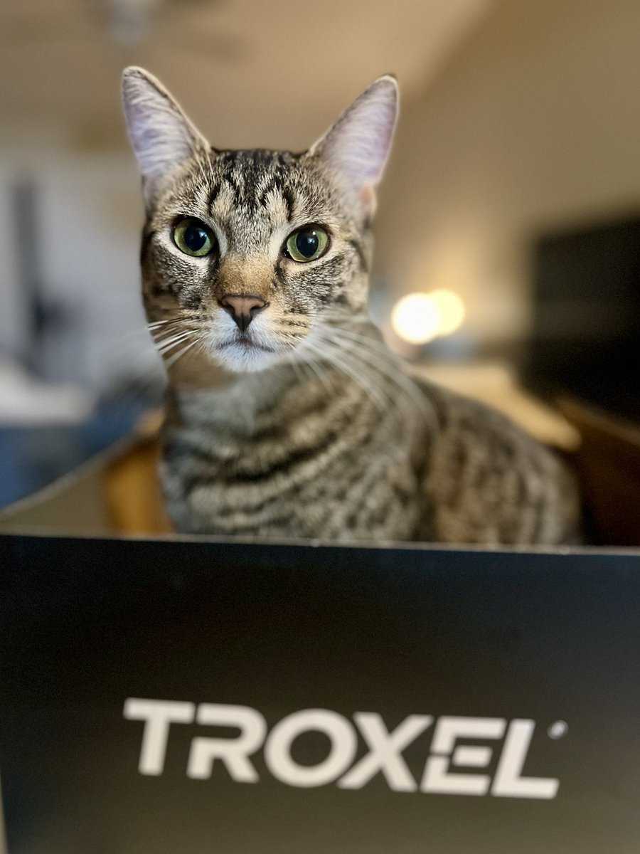 teaching_bliss's tweet image. Got new equestrian helmets. Do you like the tiger stripe or grey one better?
Love these two! Literally taking turns in the new box. And on that note, good night! 💤