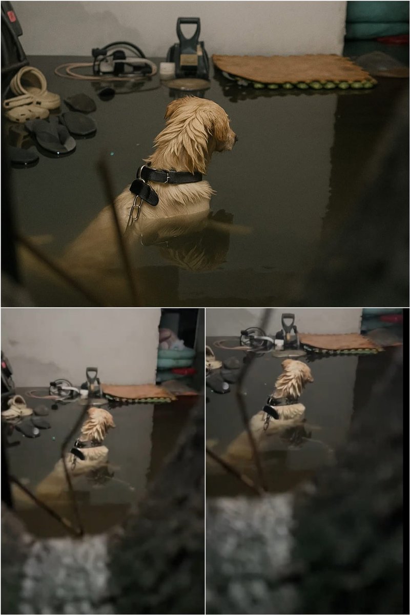 ขอร้องอย่าทิ้งน้องไว้เลยนะคะ พาน้องไปด้วยนะ

- น้ำท่วมสูงขึ้น น้องถูกล่ามโซ่เอาไว้
- น้องถูกช่วยออกมาแล้ว
- ในนี้ไม่ได้บอกว่าเจ้าของไปไหน

#น้ำท่วมน่าน #น้ำท่วม #พายุวิภา